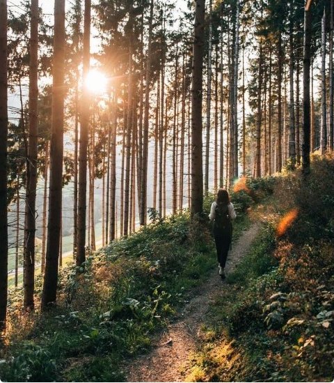 A hiker on a forest trail with sunlight breaking through tall pines