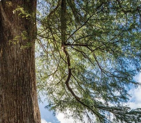 Reading in the roots of an enormous tree against an open sky
