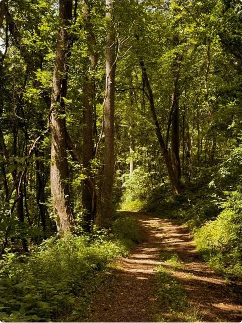 A sunlit dirt path winding through dense summer woodland