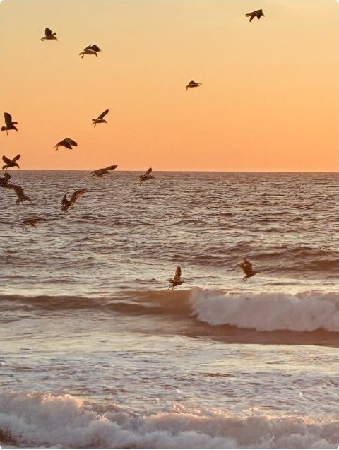 Shorebirds lifting off above breaking surf at sunset