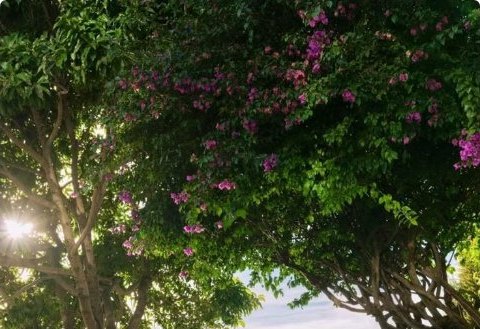 A figure dancing by still water beneath flowering trees and distant mountains